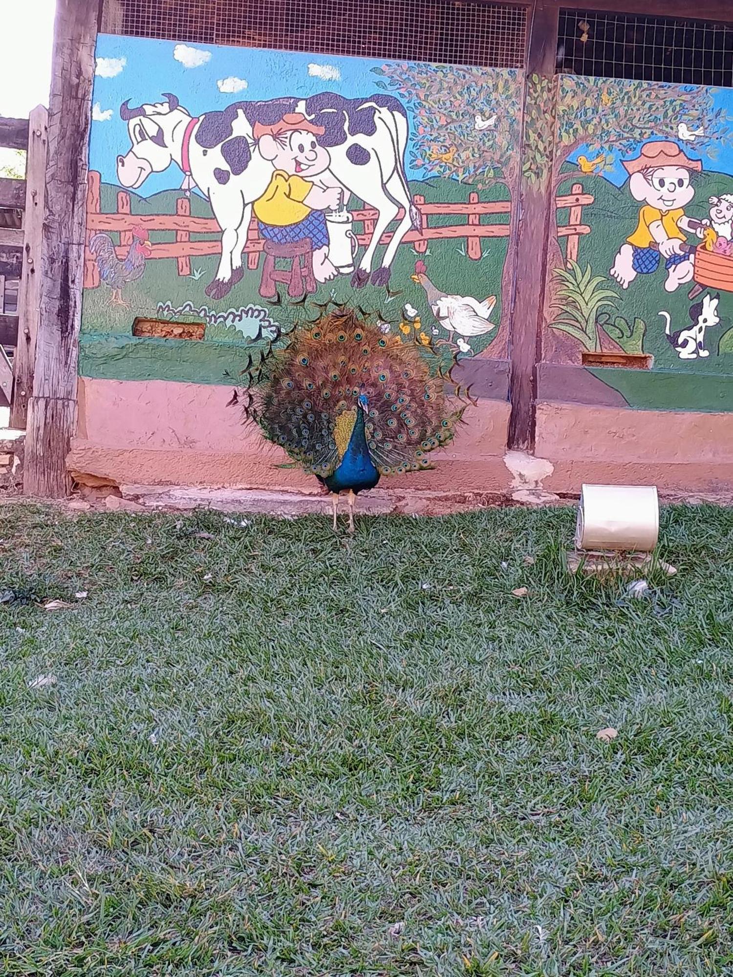Aguas Vivas Hotel Fazenda Pirenópolis Kültér fotó