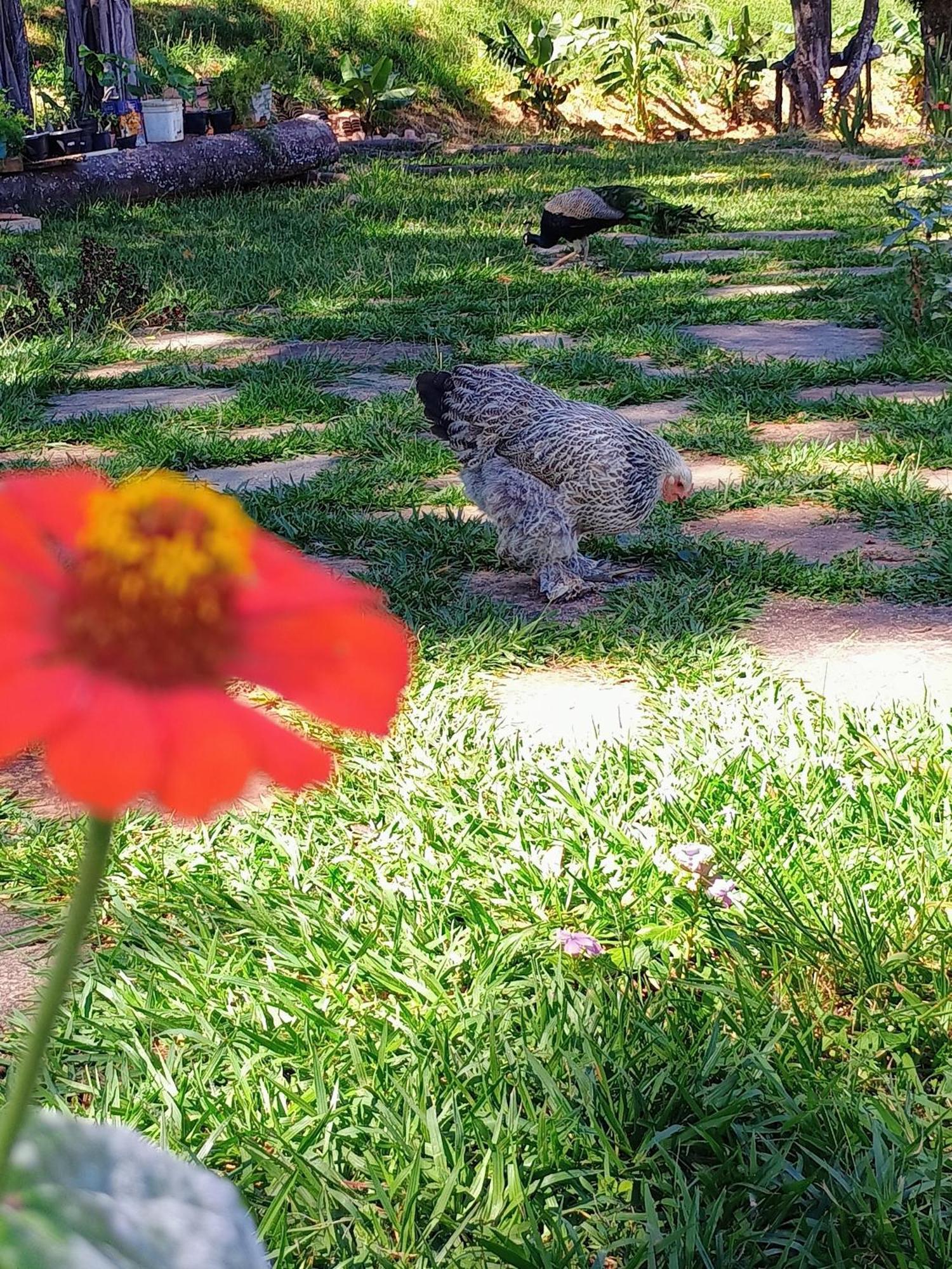 Aguas Vivas Hotel Fazenda Pirenópolis Kültér fotó