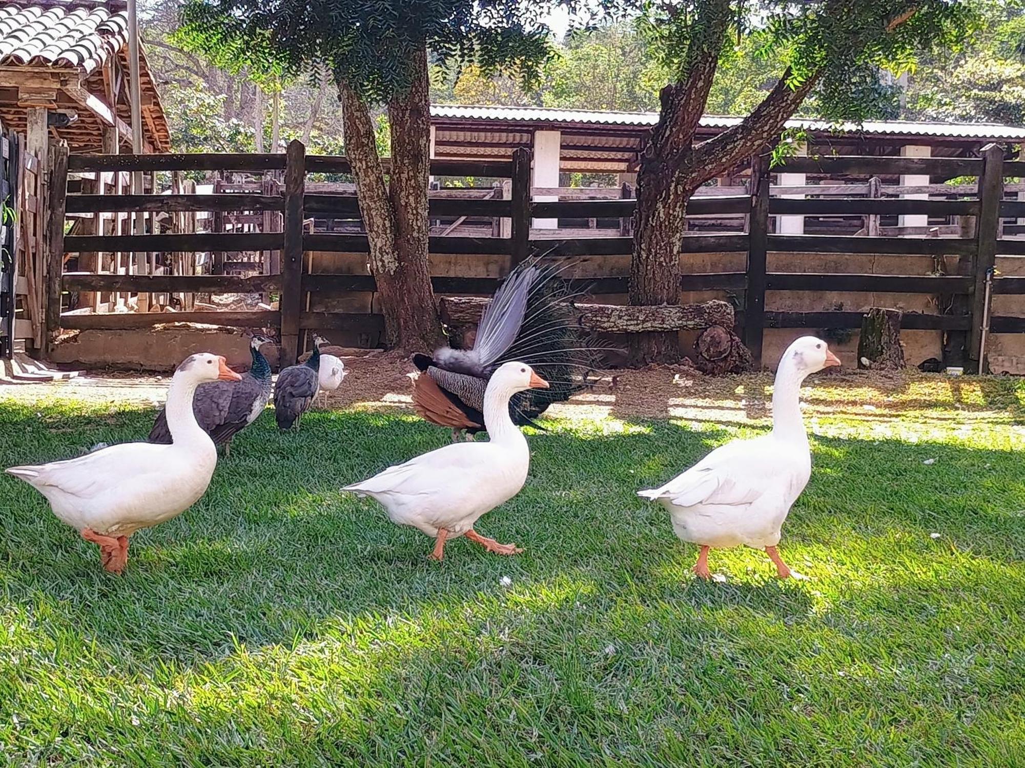 Aguas Vivas Hotel Fazenda Pirenópolis Kültér fotó